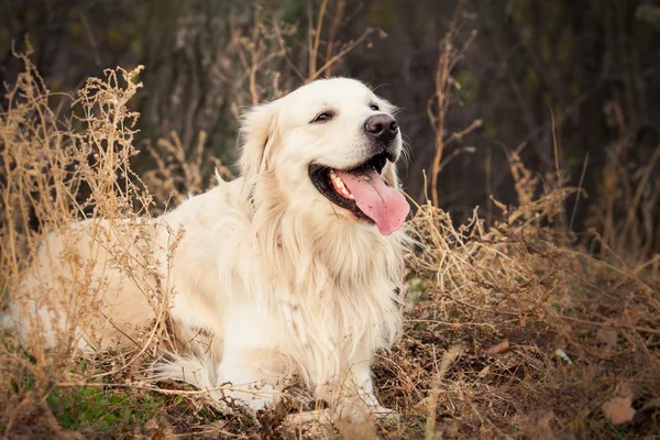 Unga golden retriever hund — Stockfoto