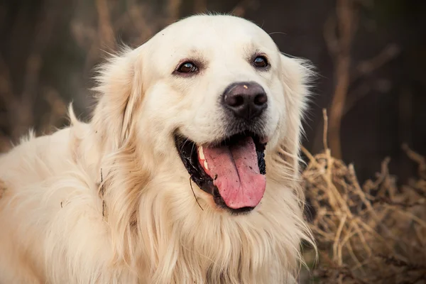 Jonge gouden retriever hond — Stockfoto