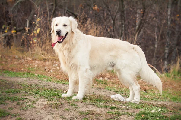 Joven perro golden retriever — Foto de Stock