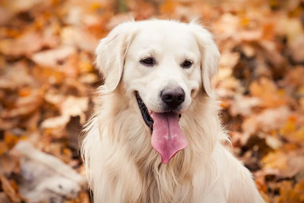 Jovem cão golden retriever — Fotografia de Stock