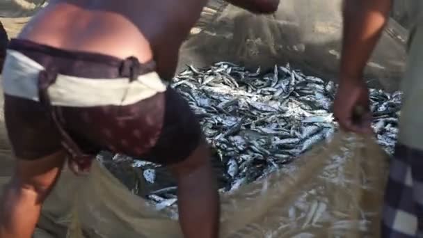 Red de pesca llena de peces — Vídeo de stock