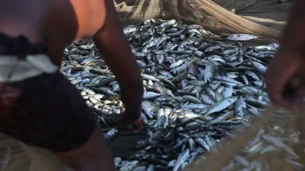 Plasă de pescuit plină de pește — Videoclip de stoc