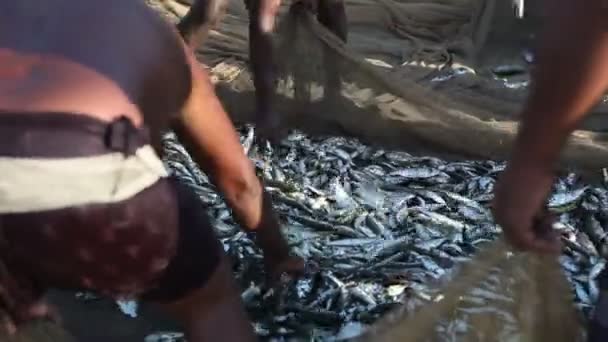 Red de pesca llena de peces — Vídeo de stock