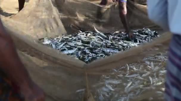 Рибальська сітка повна риби — стокове відео