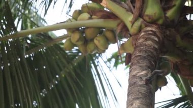 Çinhindi zemin sincap