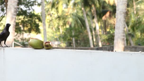 Pájaro salvaje en la selva — Vídeos de Stock