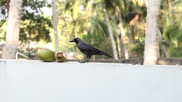 Wilde vogels in de jungle — Stockvideo