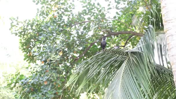 Wild birds in jungle — Stock Video