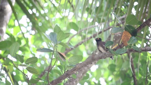 Tropical bird in jungle — Stock Video