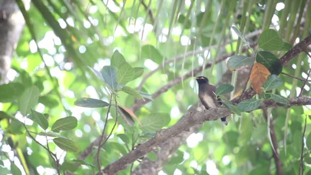 Tropical bird in jungle — Stock Video