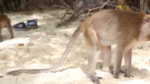 Macacos selvagens no zoológico — Vídeo de Stock