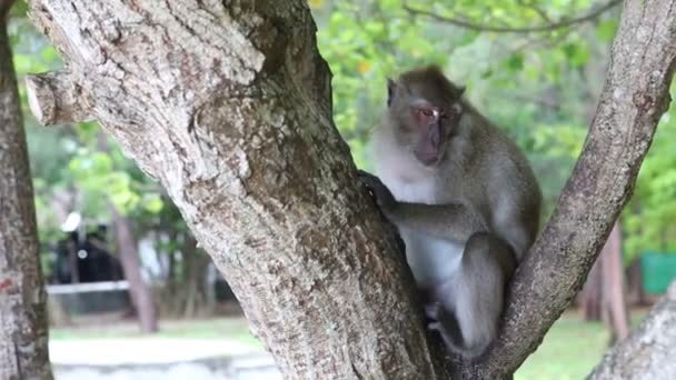 Macaco selvagem no zoológico — Vídeo de Stock