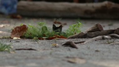 Sokakta siyah yavru kedi