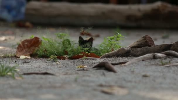 Chaton noir dans la rue 