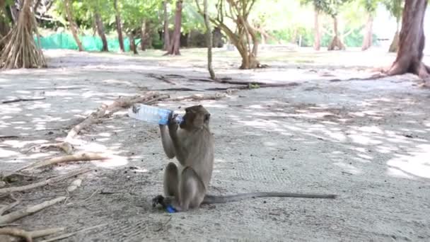 Affe trinkt aus Flasche — Stockvideo