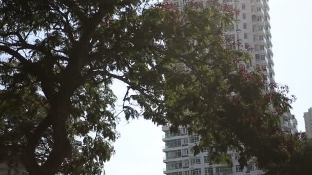 Вид на небоскрёб через дерево — стоковое видео