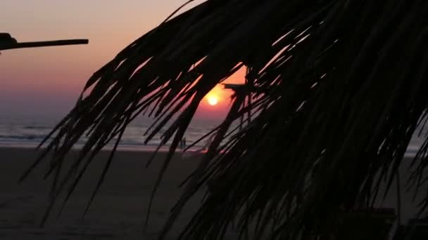 Пальмовий лист на заході сонця — стокове відео