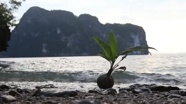 Kokosnuss am Strand sprießt — Stockvideo