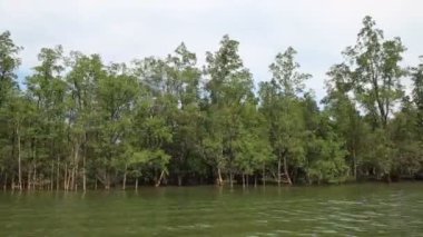 Asya'nın tropikal orman