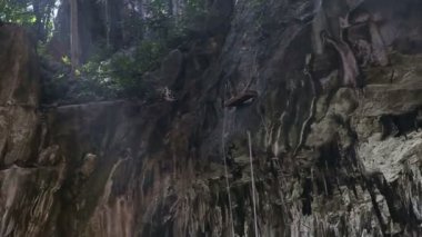 Kanyon kayalıklardan orman halat tırmanma atlama için sabit