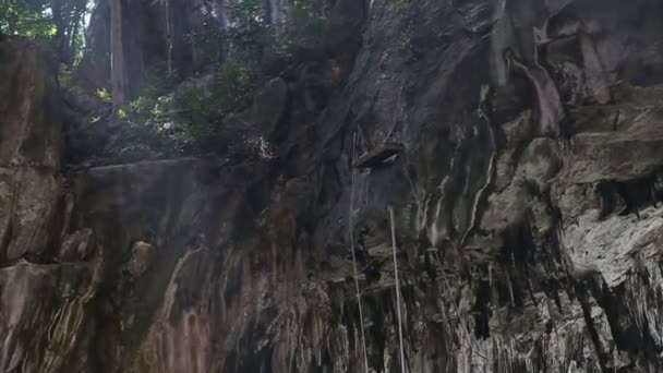 Ropes for jumping climbing fixed on canyon cliffs in jungle — Stock Video