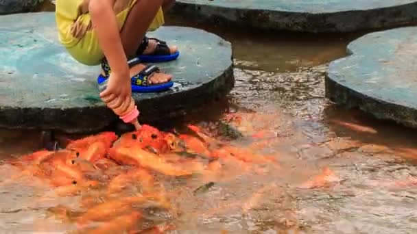 Trabajadores alimentando peces en Vietnam — Vídeos de Stock