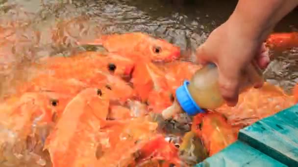 Peixes para alimentação manual em Vietnam — Vídeo de Stock