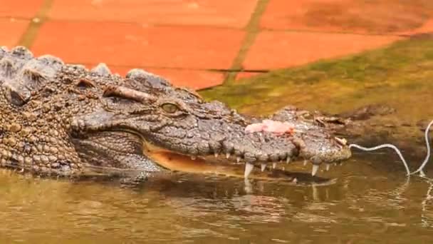 crocodiles sur la rive du lac artificiel 