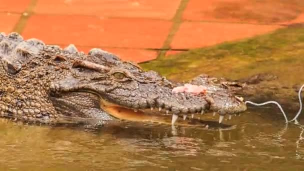 Крокодилы на берегу искусственного озера — стоковое видео