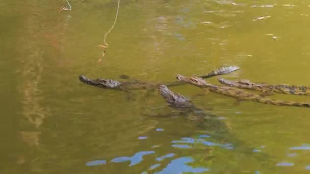 Krokodyle w sztuczne jezioro — Wideo stockowe