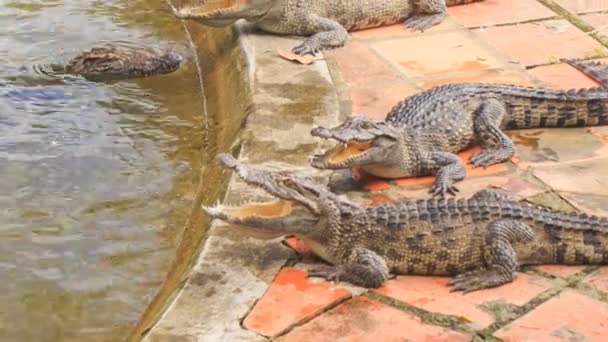 Crocodiles on bank of artificial lake — Stock Video