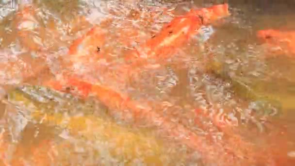 Alimentación manual de peces en Vietnam — Vídeo de stock