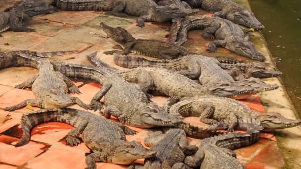 Crocodiles on bank of artificial lake — Stock Video