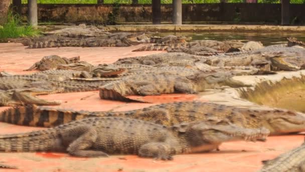 Crocodilos em banco de lago artificial — Vídeo de Stock