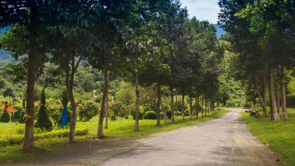 parc tropical avec route et arbres 