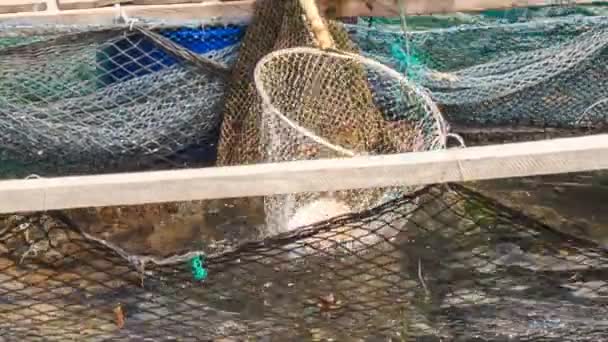 Trabajador con captura neta de erizo de mar — Vídeos de Stock