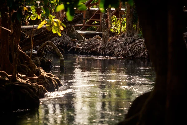 Річка в тропічному парку — стокове фото