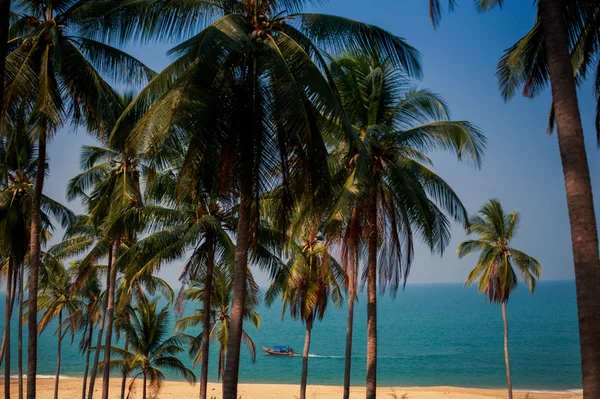 Пальмы над пляжем — стоковое фото