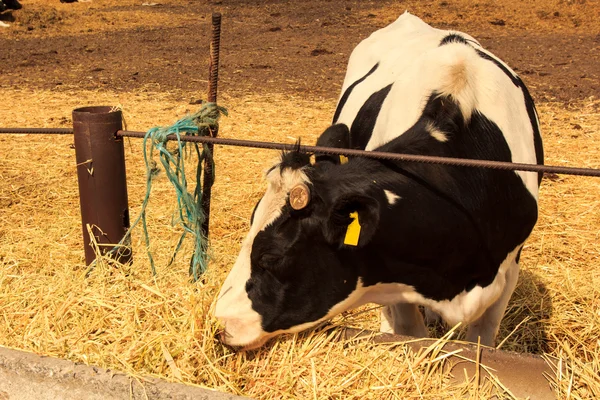 Cow eat hay — Stock Photo, Image