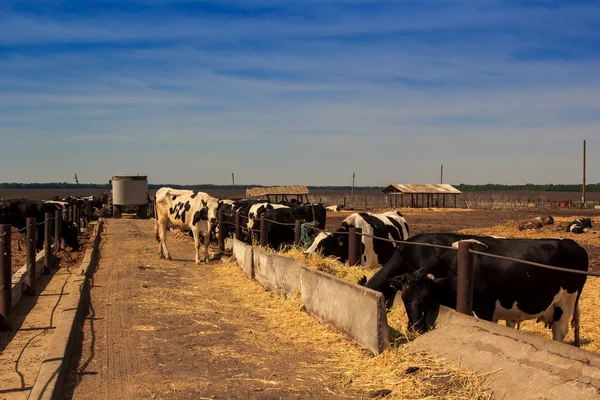 Cows eat hay — Stock Photo, Image