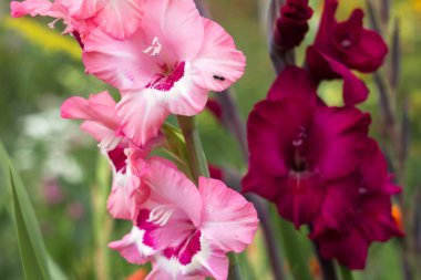 Bahçesinde ahududu merkezi ve parlak pembe gladioli yetişen hassas birincil gladioli. Yaz çiçekleri, arka plan. Gladiolus 'ta Böcek