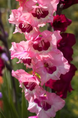 Bahçesinde ahududu merkezi ve parlak pembe gladioli yetişen hassas birincil gladioli. Yaz çiçekleri, arka plan