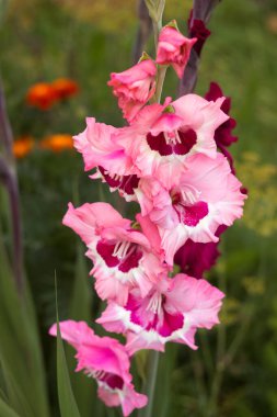 Bahçesinde ahududu merkezi ve parlak pembe gladioli yetişen hassas birincil gladioli. Yaz çiçekleri, arka plan