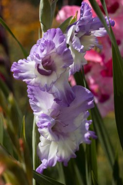 Bahçede açan mavi-beyaz gladiolus (Mavi Buz), güzel uzun çiçekler. Bahçe geçmişi. Bahçede büyüyen çiçekler