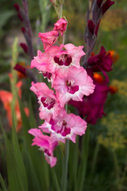 Bahçesinde ahududu merkezli hassas ana gladioli ve parlak kırmızı gladioli yetişiyor. Çiçek açan yaz çiçekleri, arka plan