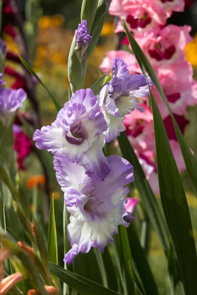 Kwitnienie Ogrodzie Kwiat Niebiesko Bia Gladiol Blue Frost Kne Wysokie — Zdjęcie stockowe