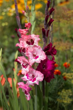 Bahçede diğer çiçeklerin arasında güzel açan gladioli çiçekleri. Büyük çiçekli, koyu renkli ve ahududu gladiolusu olan pembe bir gladyatör. Gladiolus türleri: Şarap ve Güller ve Erik Turtası