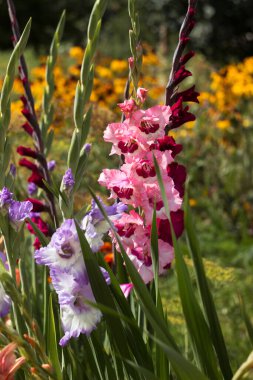 Pembe, turuncu, mavi ve kırmızı gladioli yaz aylarında çiçek açar. Arka planda sarı papatya benzeri çiçekler (rudbeckia). Evde çiçek yetiştiriyor. Gladioli 'nin farklı çeşitleri