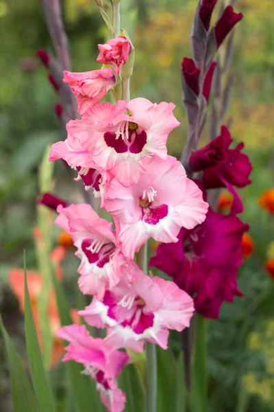 Bela Flor Gladioli Florescer Jardim Entre Outras Flores Gladíolo Rosa — Fotografia de Stock
