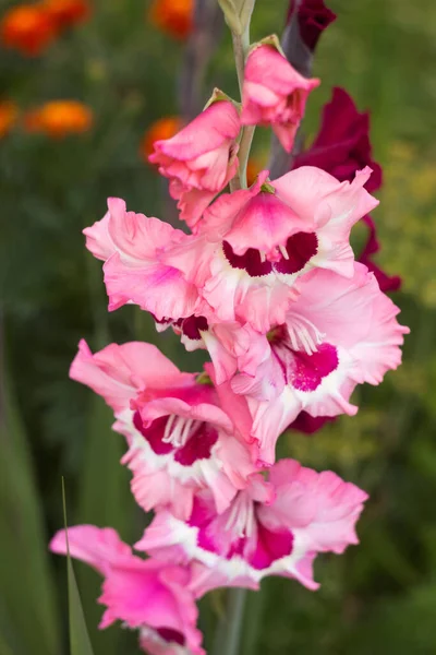 Floração Bela Gladioli Florescer Jardim Entre Outras Flores Gladiolo Rosa — Fotografia de Stock